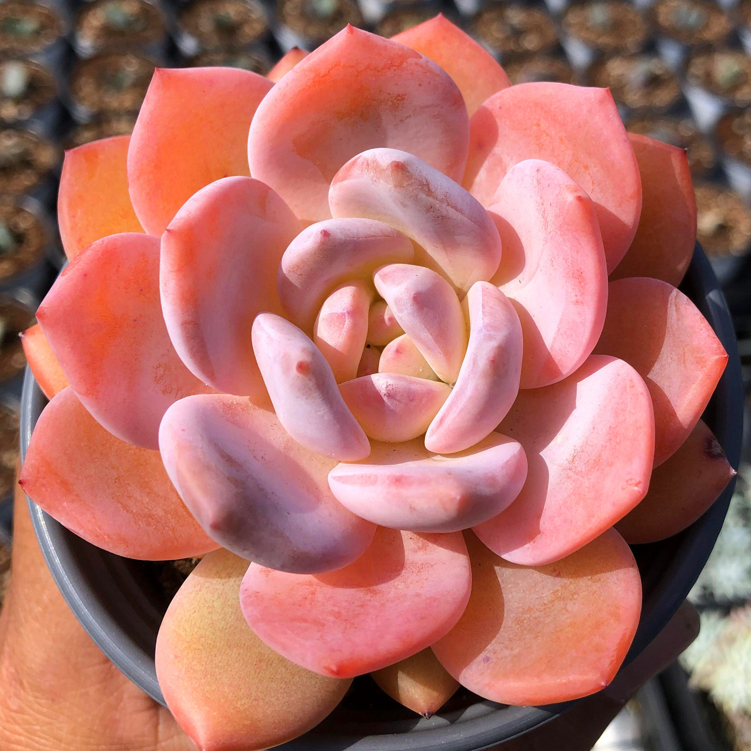 清棚福利一物一拍多肉植物群生多头老桩孤品多肉植物