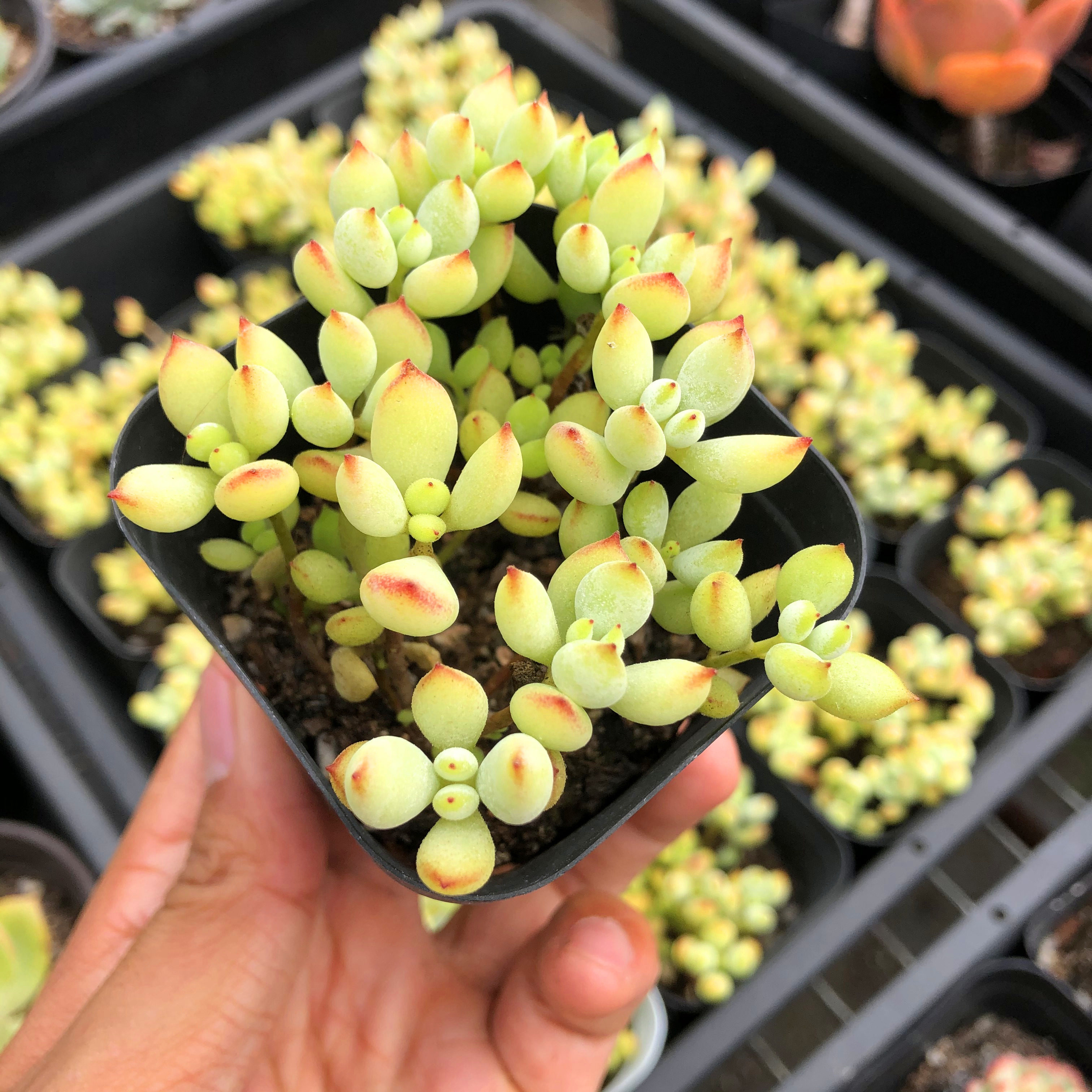 达摩福娘多肉植物吊带香味果冻色爆盆群生多头多肉植物