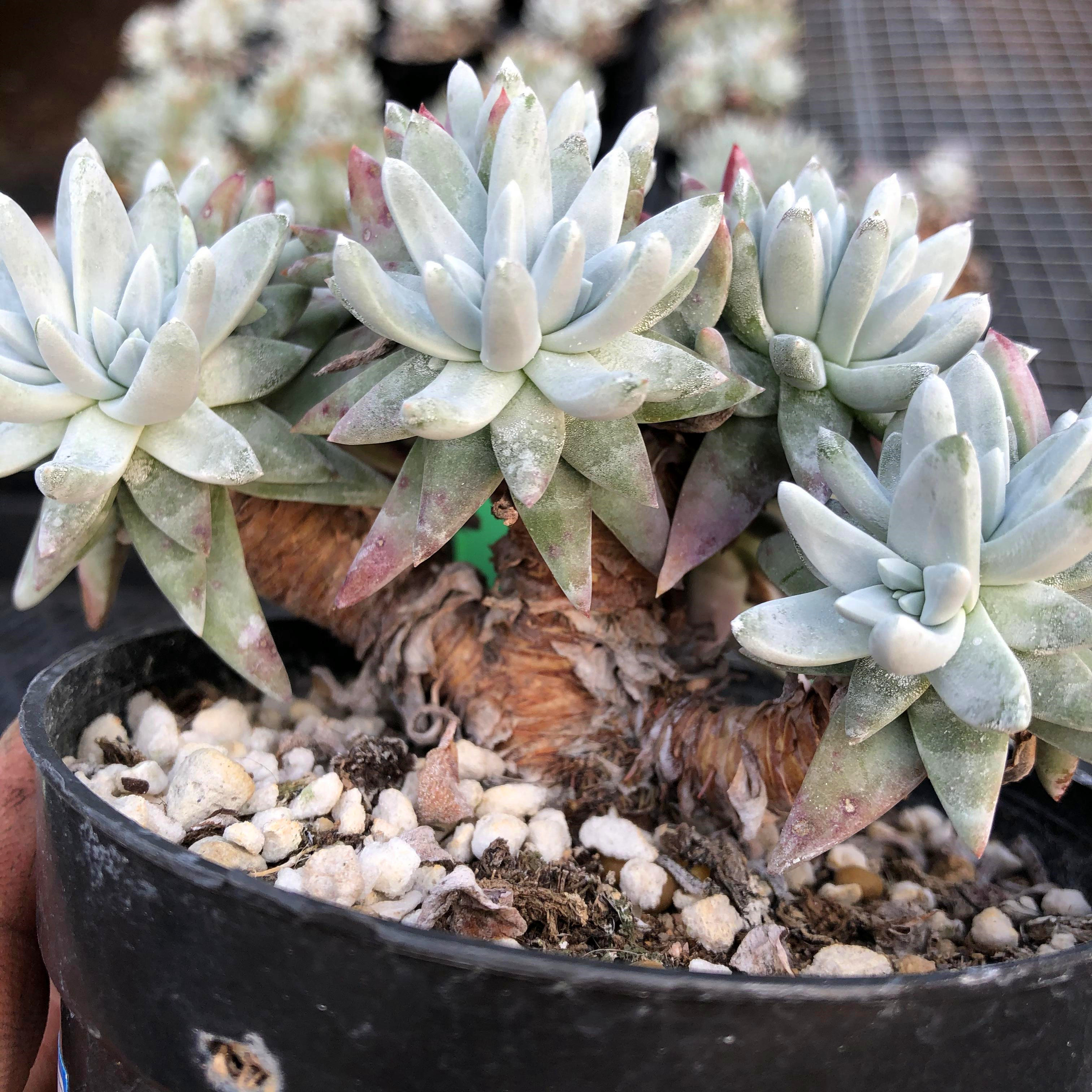 丸叶白菊多肉植物一物一拍仙女韩国群生多头多肉植物