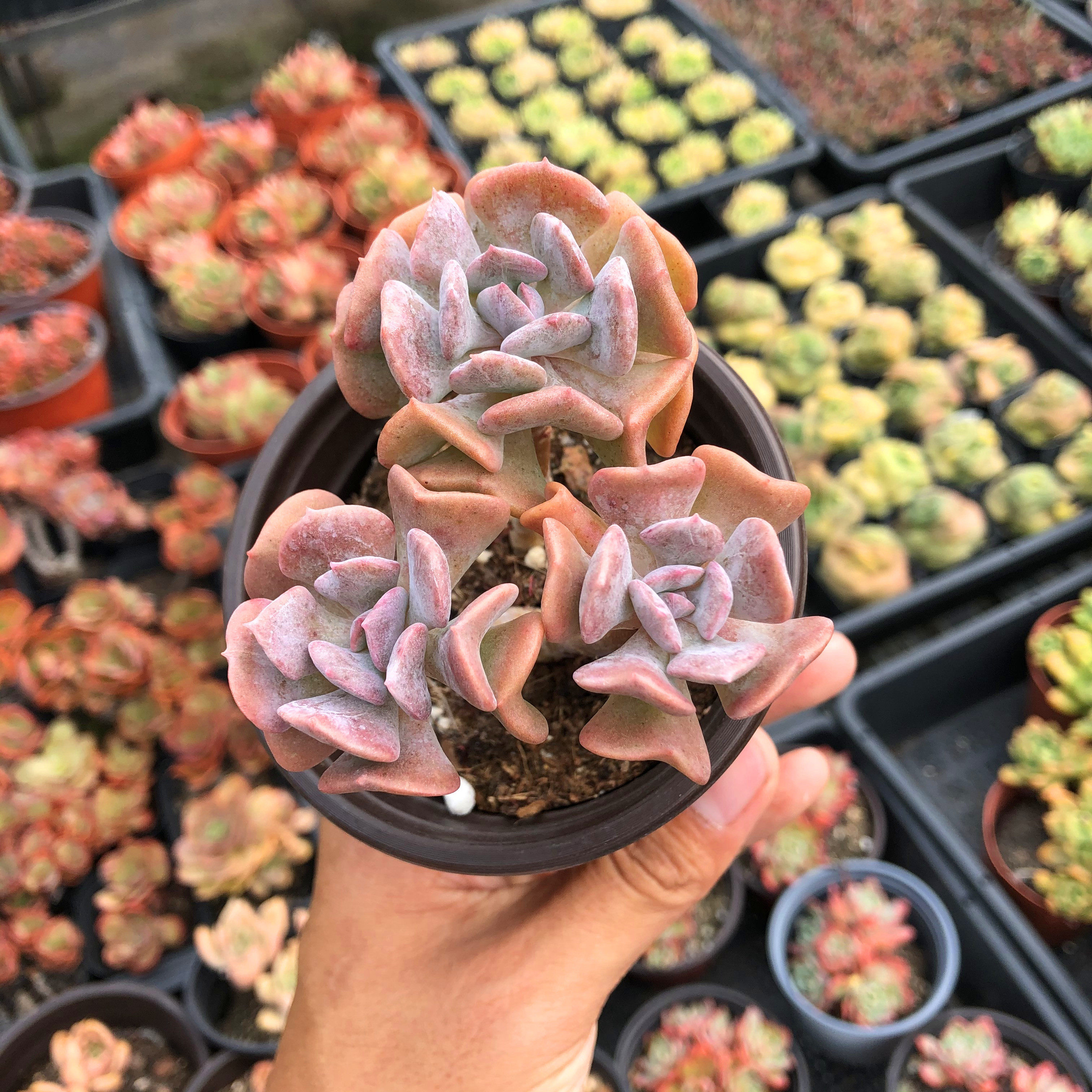 雪精灵多肉植物群生多头老桩控养粉红粉红色色系多肉植物