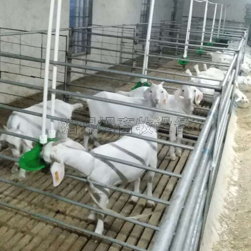 羊用饮水碗铜阀羊自动饮水器加厚抗摔羊喝水喂水养殖养羊用的设备
