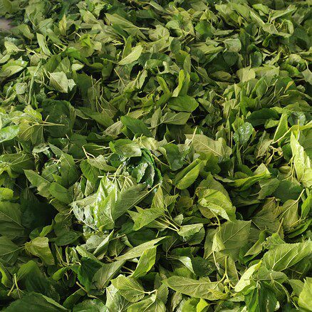 新鲜桑叶包邮大小蚕宝宝鲜嫩饲料1000克500克当天桑叶