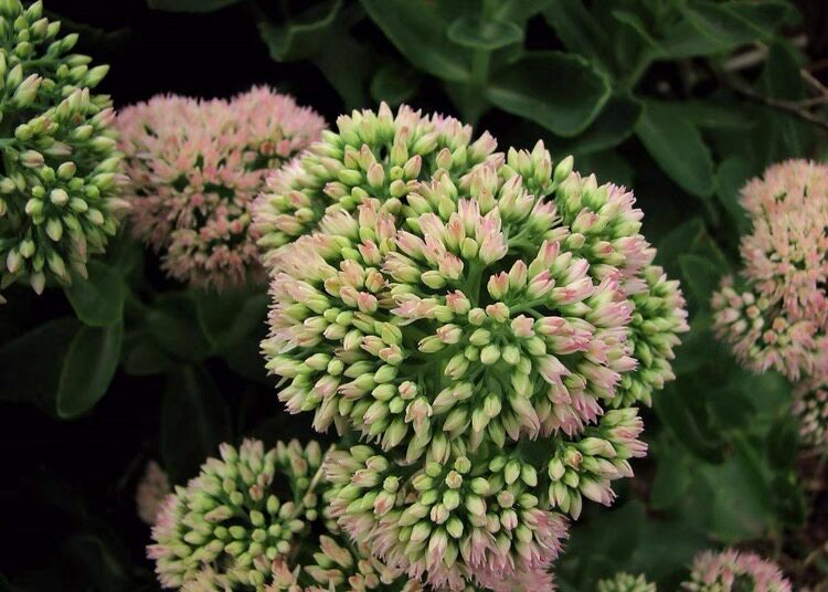 八宝景天小苗绿植盆栽庭院绿化工程蝎子草多植物绿植