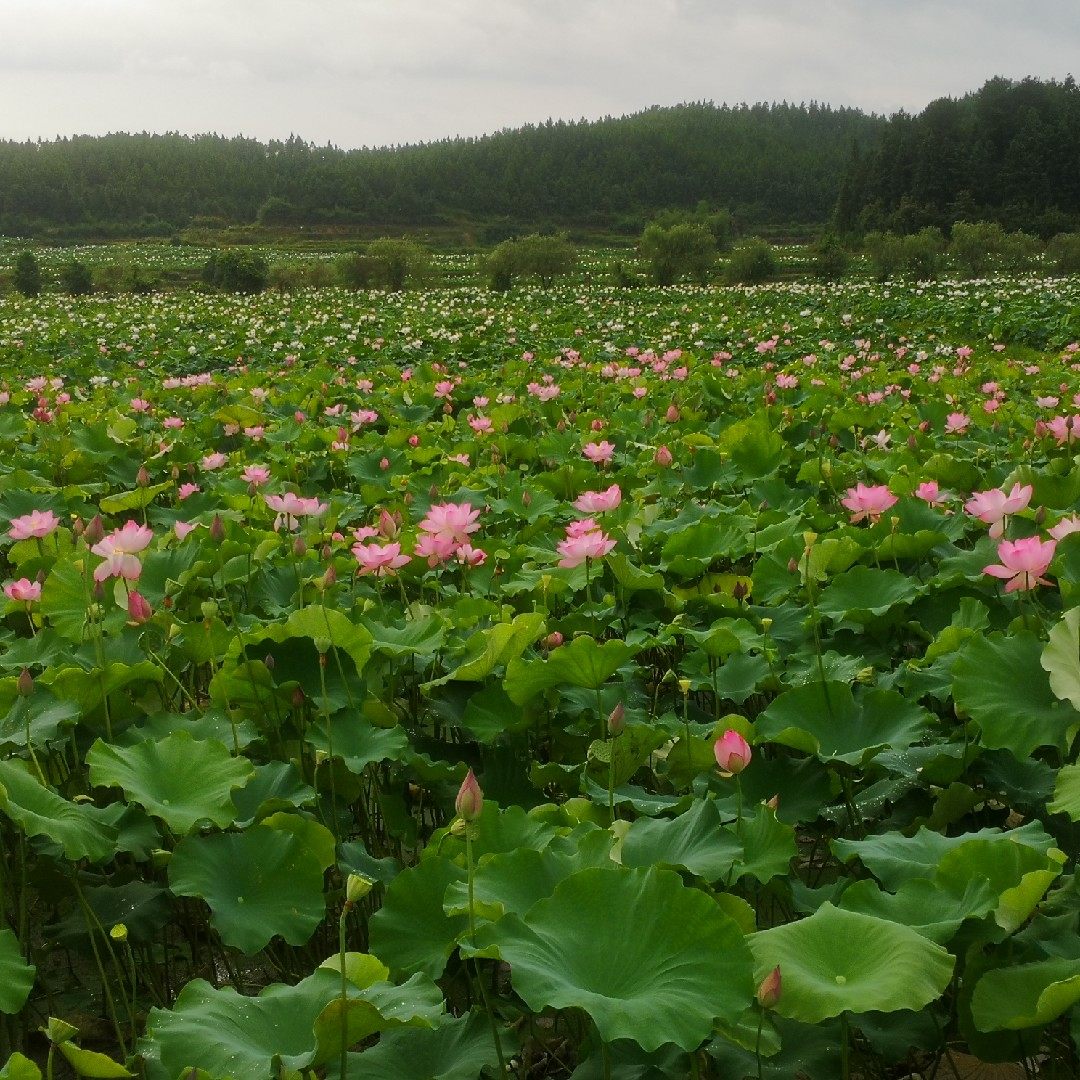 石城鲜莲江西赣南特产白莲手工现做现发500g土豆