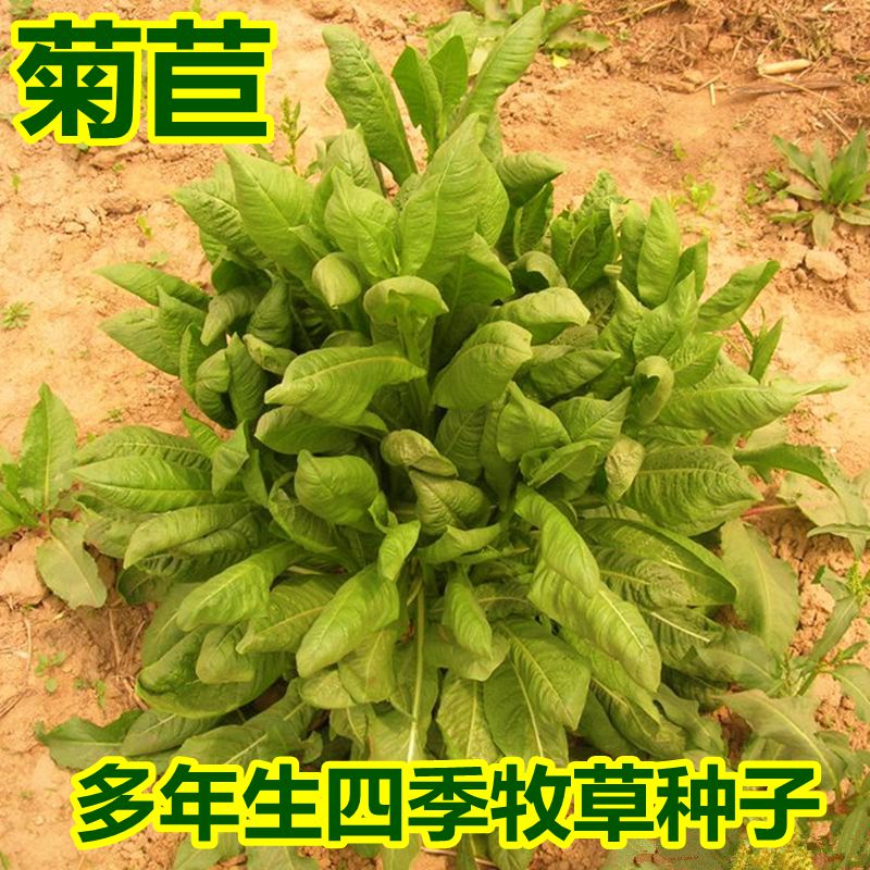 菊苣种籽 牧草种子 多年生四季养殖 鸡鸭鹅兔猪牛羊吃的饲料草籽