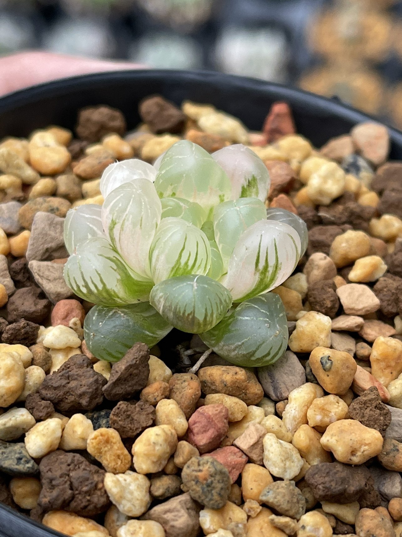 龙哥多肉植物姬玉露玉露十二多肉植物