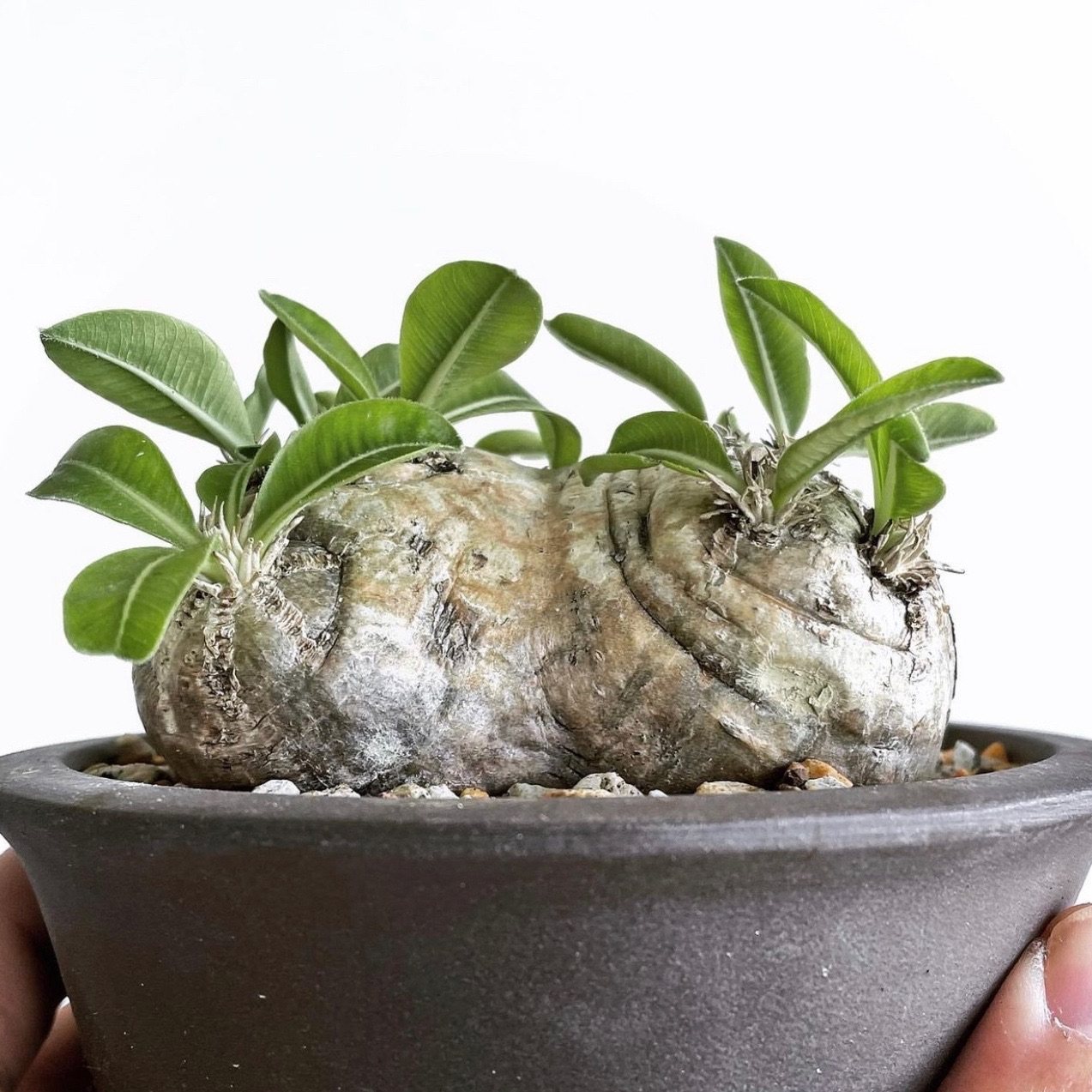 惠比须笑pachypodiumbrevicaule块根多肉植物绿植盆栽一物多肉植物