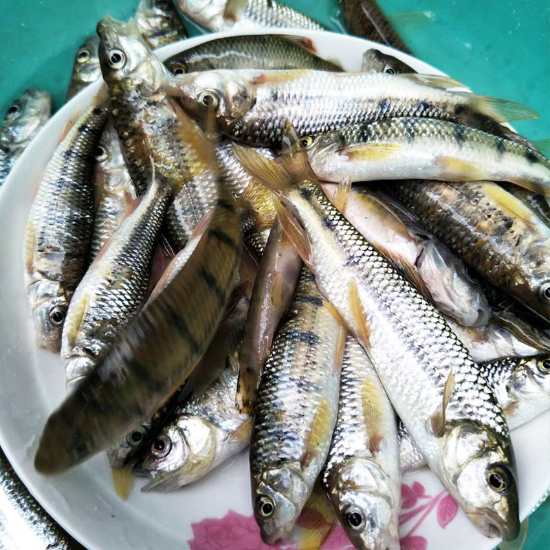 石斑鱼浙江千岛湖新鲜活鱼野生山溪水冷水剖肚顺丰其它