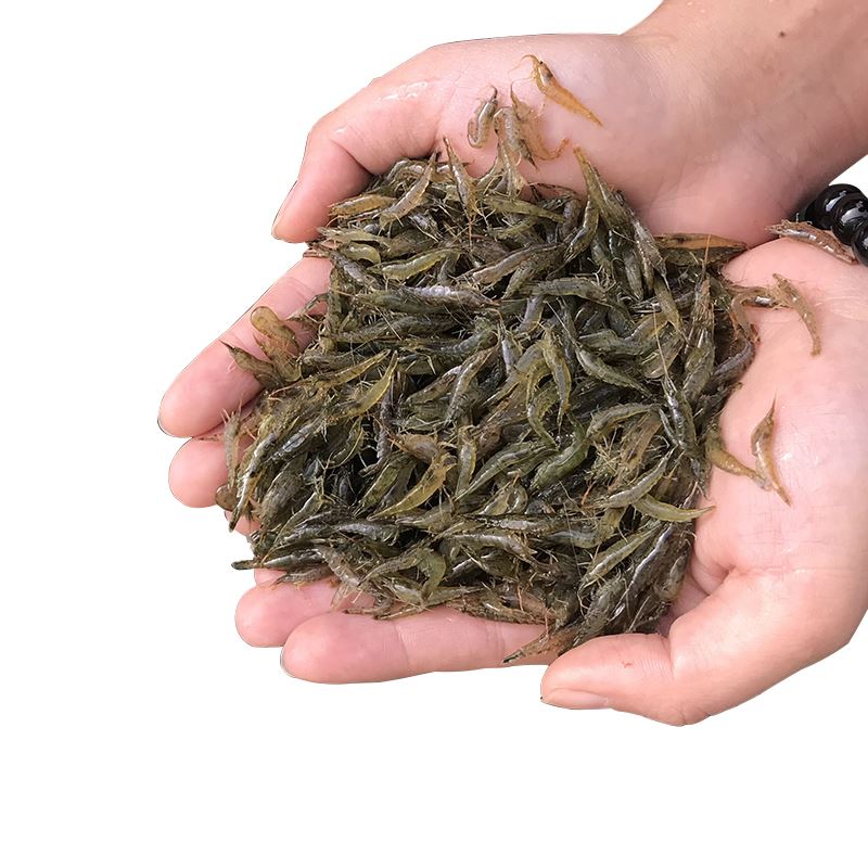 小虾米活虾龟粮藻大藻清缸虾草缸工具鱼虾壳虾一斤虾