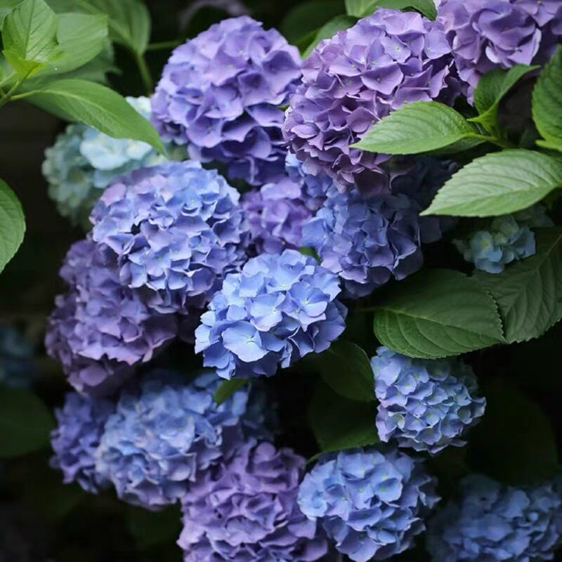 新品绣球罗斯花苗大花可调调色紫阳花易养植物时令草本花卉