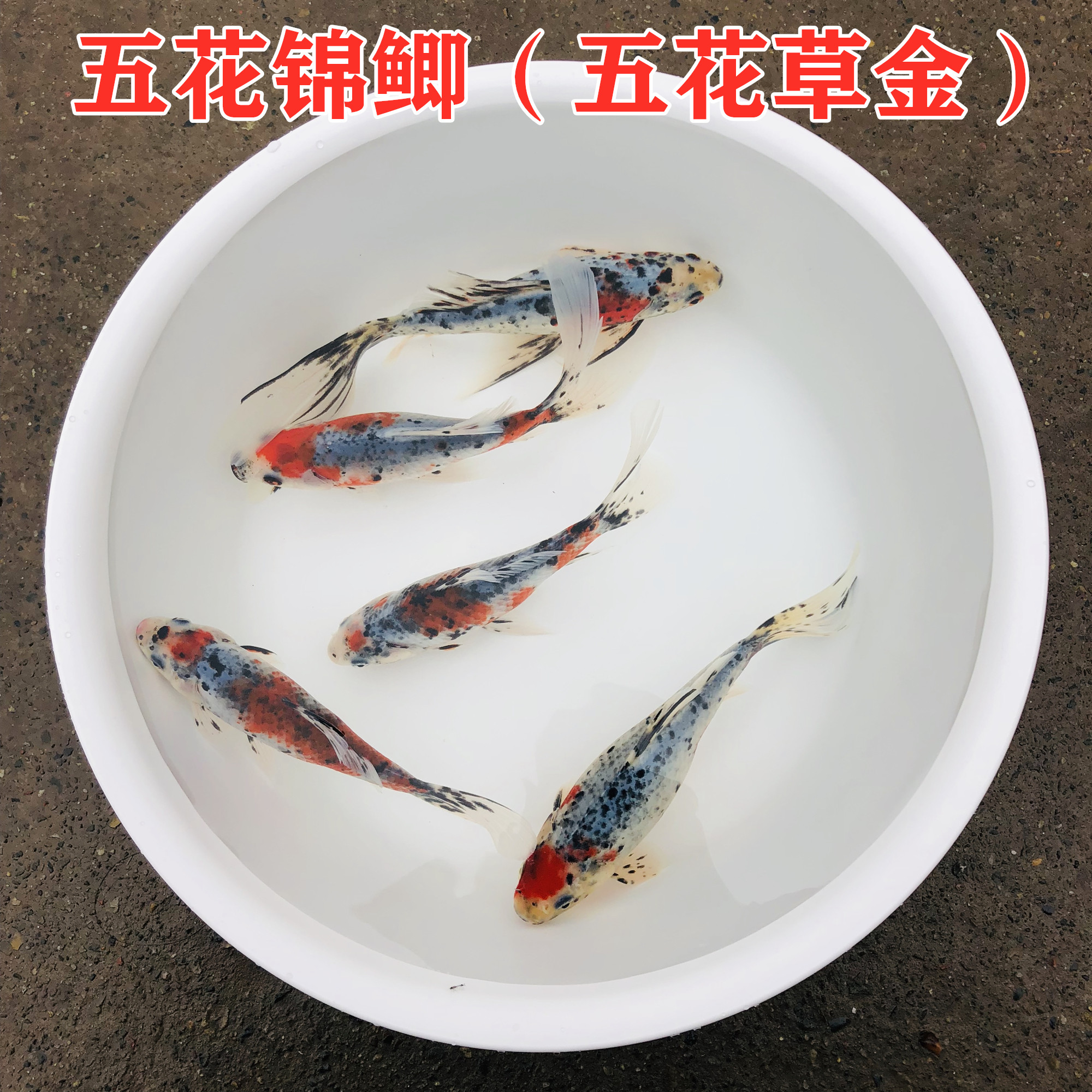 兰花锦鲫活体观赏鱼锦鲤练手冷水鱼金鱼易养耐五花鱼