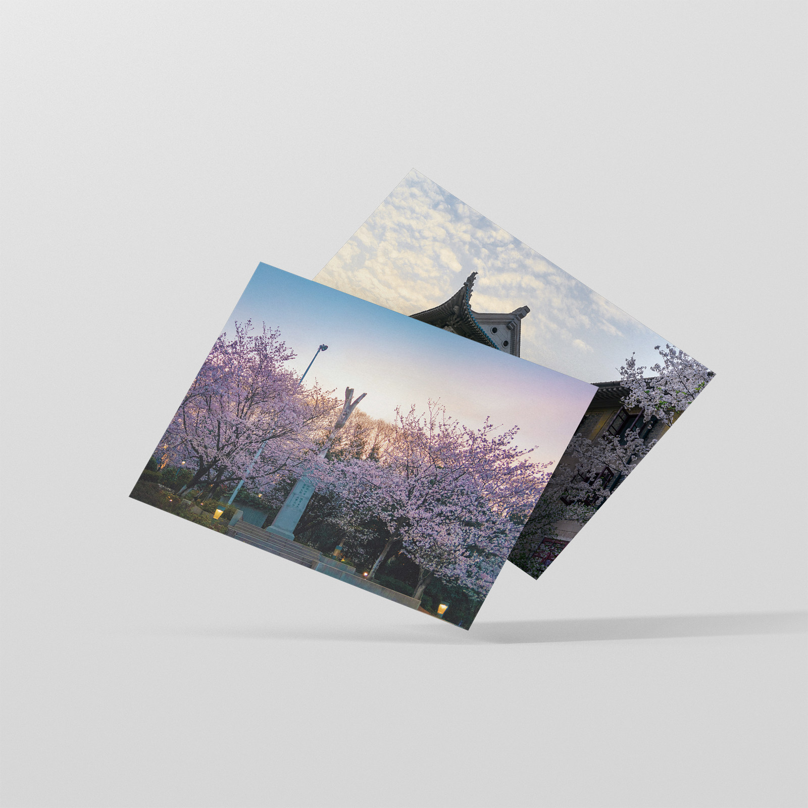 樱花明信片武大武汉大学花节书签海报贺卡