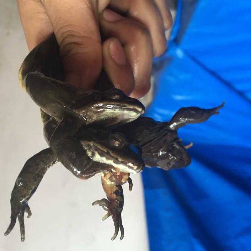 东北林蛙 蛤蟆 林蛙公雪蛤长白林蛙 林蛙活体鲜活公狗子 龙鱼食