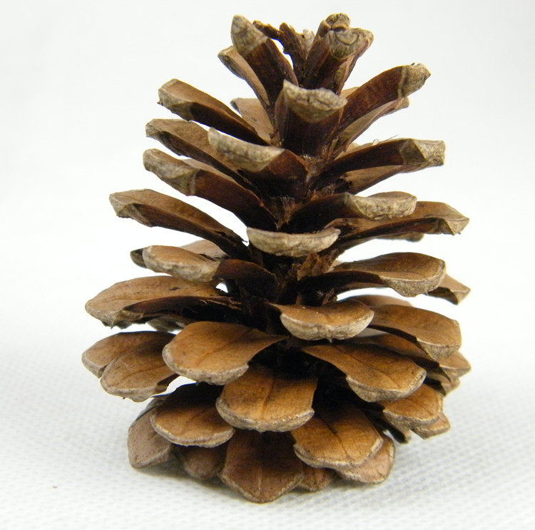 道具天然松球松果松塔摄影拍摄网店拍图干花干花