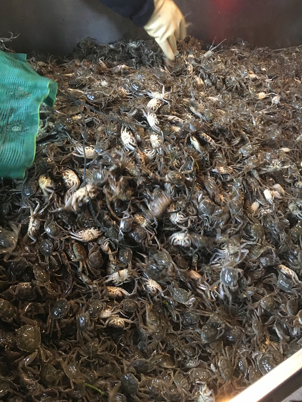 固城淡水大闸蟹苗鲜活水产品小螃蟹河蟹毛蟹苗养殖专用中华绒螯蟹