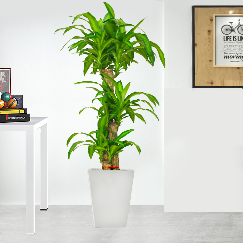 巴西西木室内盆栽客厅办公室花卉净化空气植物开业大型绿植