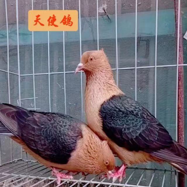 鸽子纯种天使观赏种鸽青年一公一母凤头宠物鸟