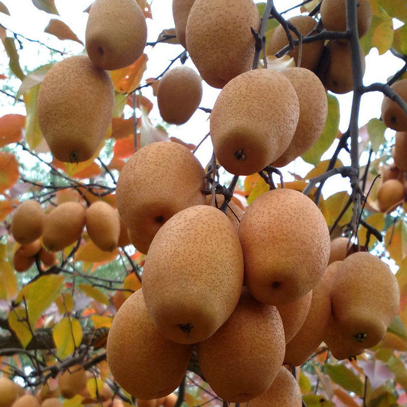 沙梨河南酸甜腌制梨子小沙野生洛阳王野生10斤梨