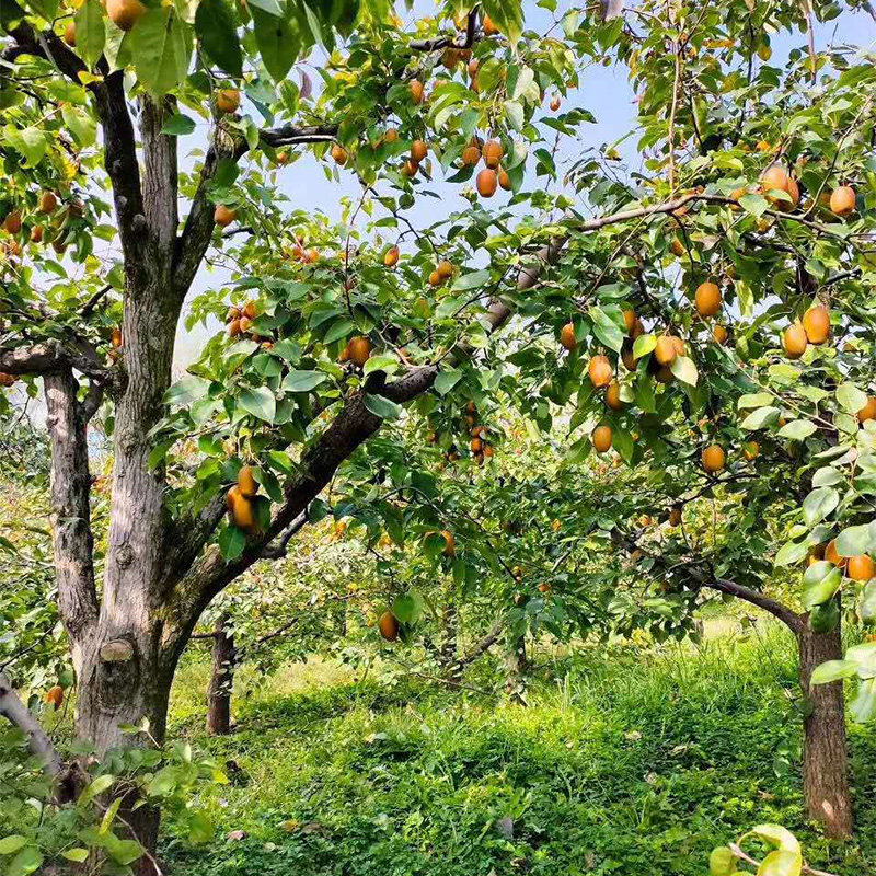 沙梨河南酸甜腌制梨子小沙野生洛阳王野生10斤梨