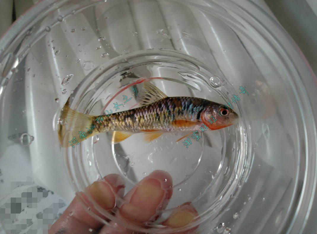 高体七彩鳑鲏活体原生水族观赏鱼淡水冷水工具鱼