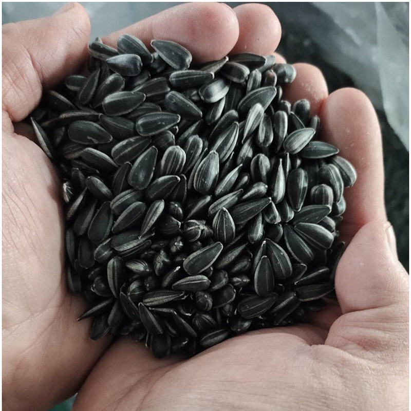 油葵小瓜瓜子黑珍珠新鲜毛嗑生瓜籽3斤5斤包邮瓜子
