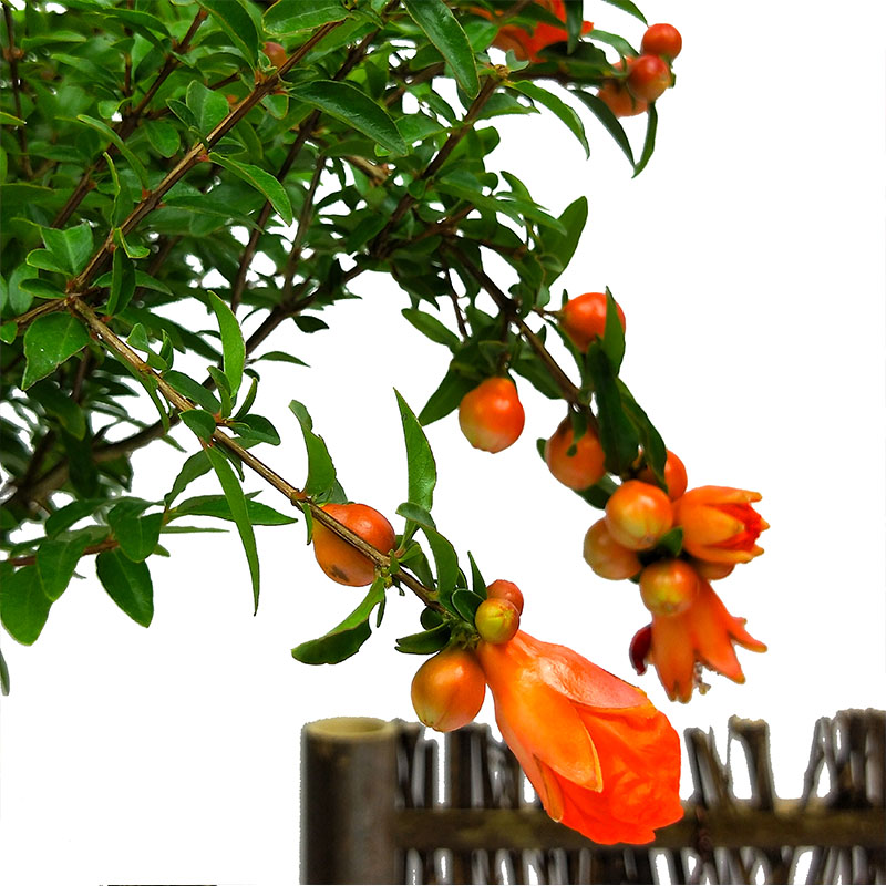 石榴观赏花果盆景室内四季开花结果千子常青精品绿植