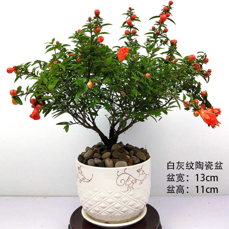 石榴观赏花果盆景室内四季开花结果千子常青精品绿植