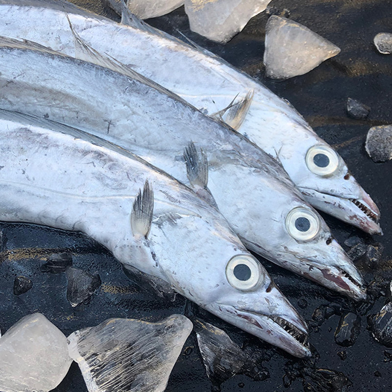 带鱼本地整箱水产海鲜鲜活新鲜段鲜活中段12-16条带鱼