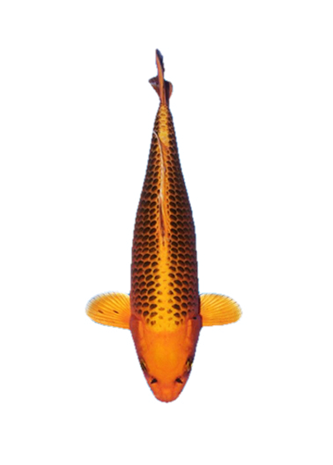 赛级日本纯种精品锦鲤水族观赏鱼冷水好养银松鱼