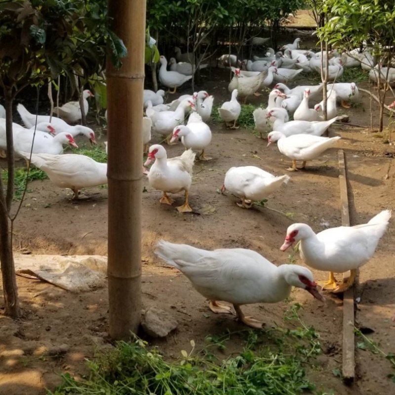 阳新特产豚屯正宗散养土豚现杀新鲜湖北去皮鸭肉