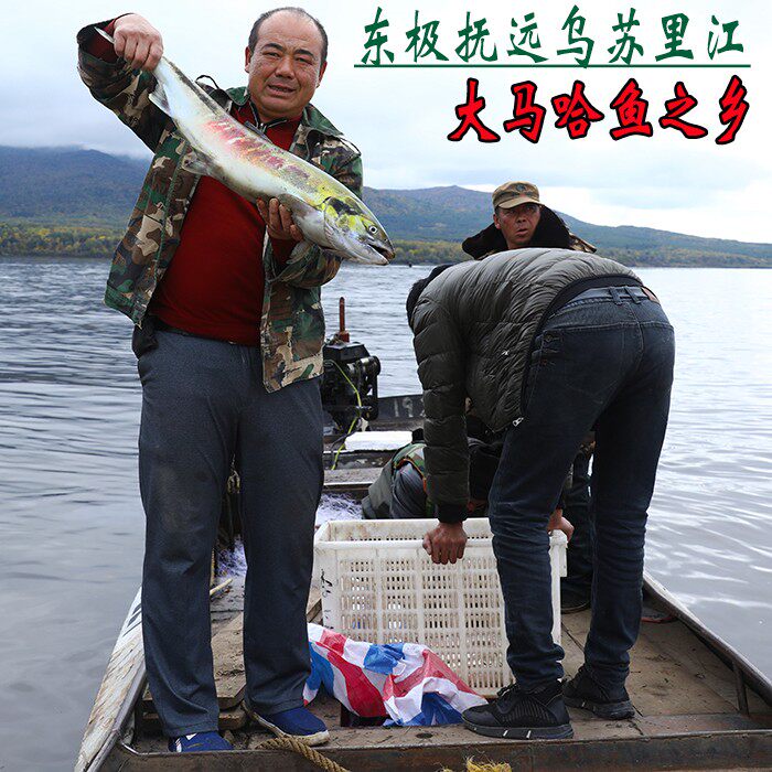 大马哈鱼黑龙江特产抚远洄游新鲜速冻马哈东北整条淡水鱼类