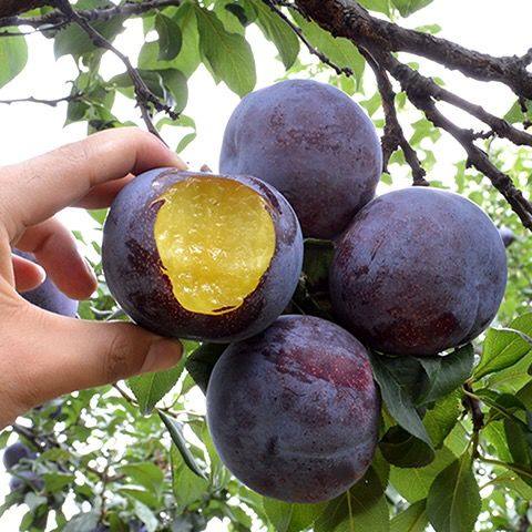 2020布林李子水果布朗新鲜应季恐龙蛋李子