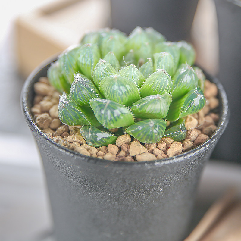 立乾园艺多植物十二玉露万象精品防辐射盆栽绿植多肉植物