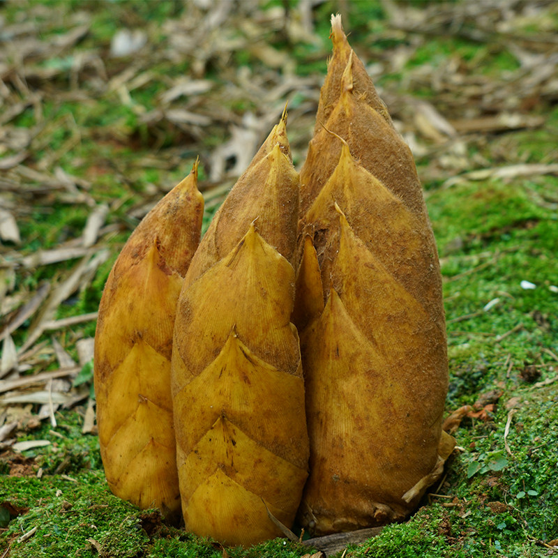 2022现挖新鲜农家冬笋建瓯野生带壳黄泥笋雷竹笋