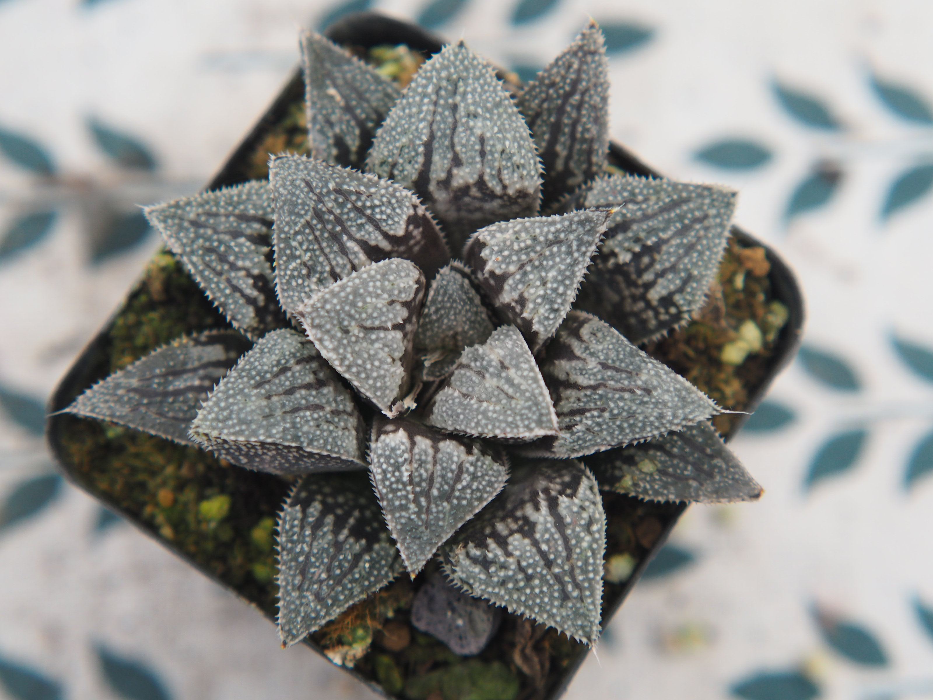 植觉瓦苇实生美吉选育十二卷瓦苇多植物趣味多肉植物