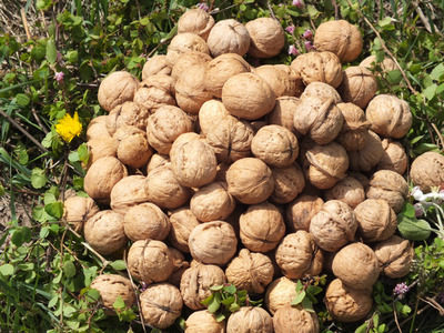 山西农家野生核桃老树核桃坚果新货孕妇核桃原味核桃五斤包邮