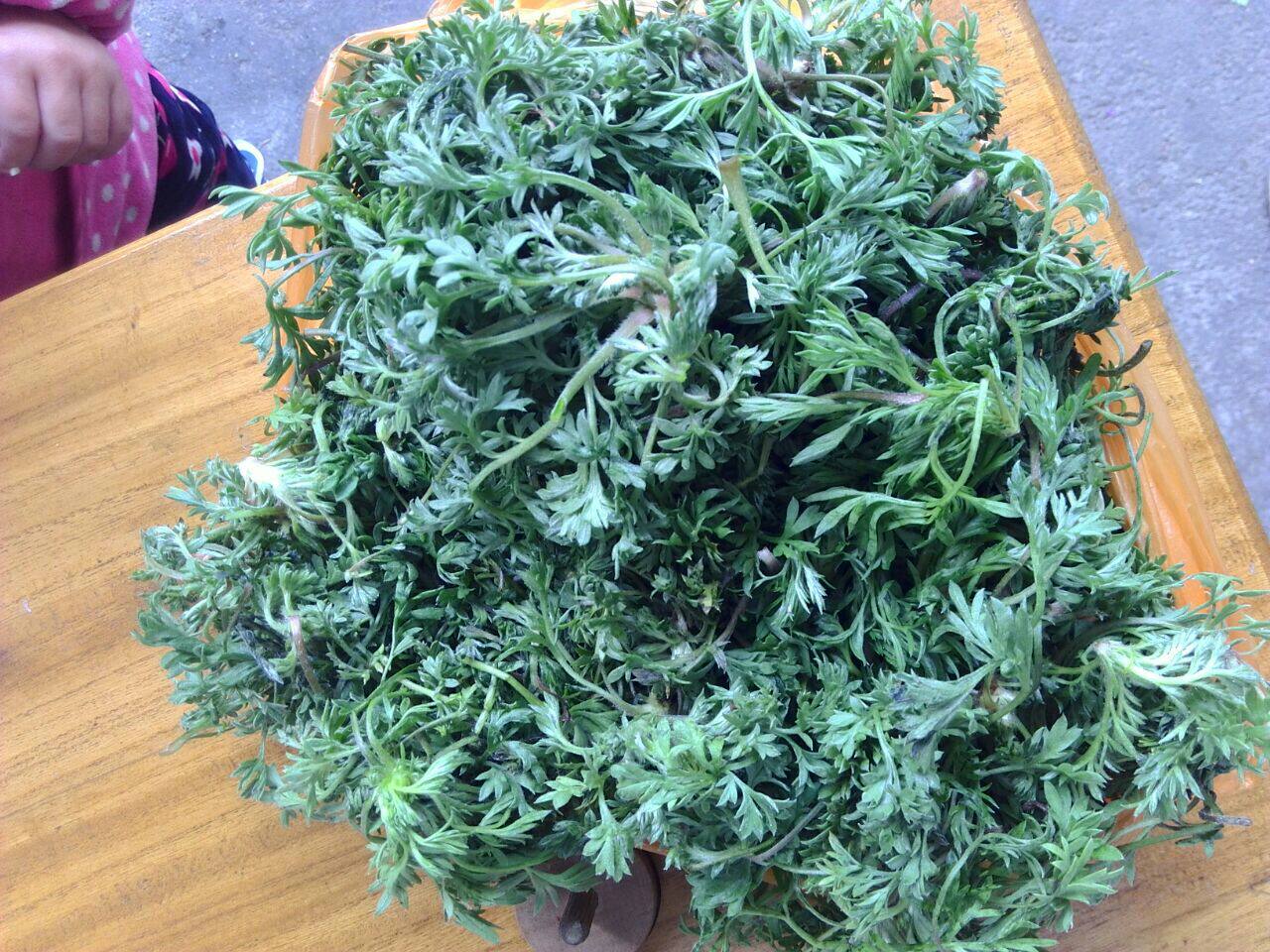 2斤装包邮白蒿新鲜茵陈野生2020现挖现发时令鲜榆钱槐花野菜茵陈