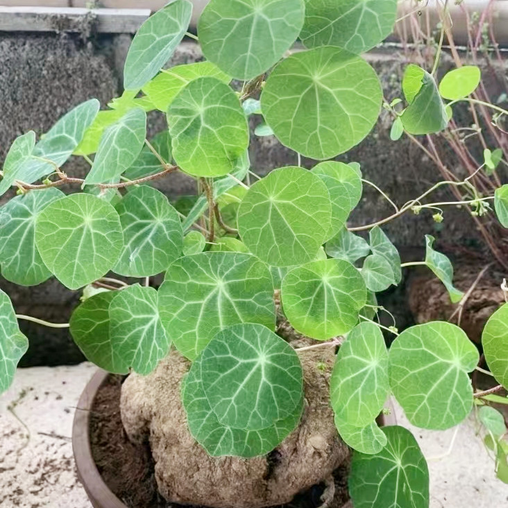 不容乌龟金不换爬藤垂吊植物挂墙绿植圆叶花卉绿植