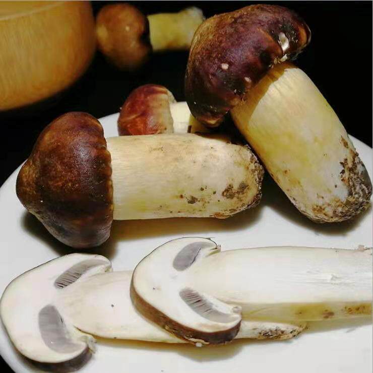 新鲜松茸菌菇球盖菇松茸菌姬松茸现采现发煲汤新鲜松茸