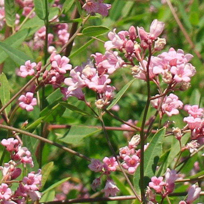 罗布麻野生种子别称红麻茶叶花红红柳种苗发芽率家庭园艺种子