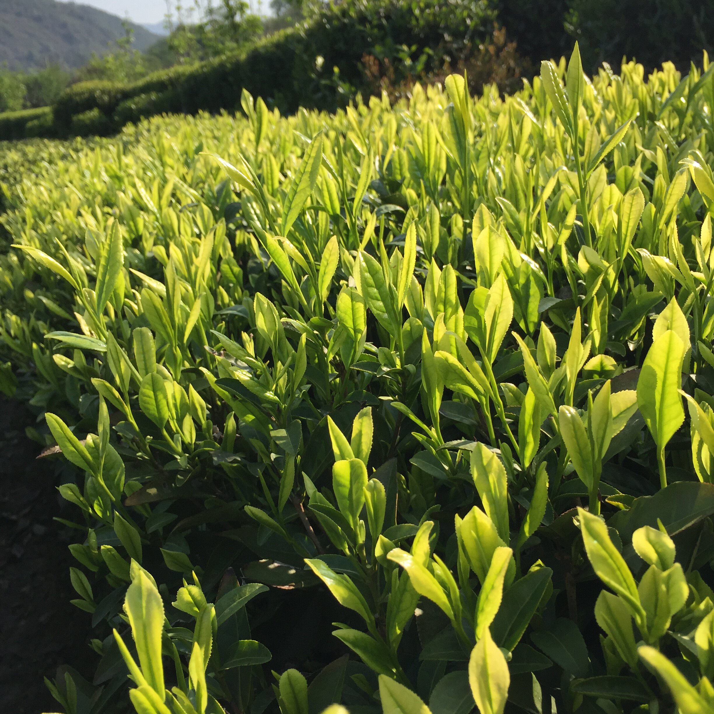 安吉精品浓香250克罐装绿茶云雾高山明前白茶安吉白茶