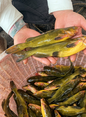 嘎牙子鱼黄颡鱼东北天然淡水鱼鱼