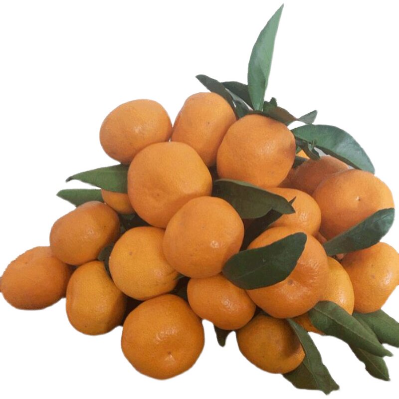 城固蜜橘酸甜无核无籽现摘新鲜水果橘子高山桔子