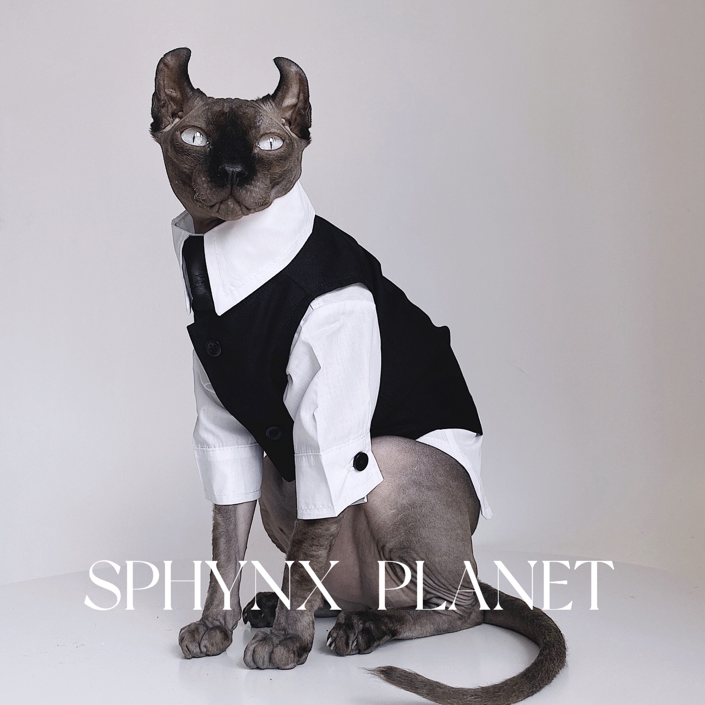 无毛衣服芬克斯德文秋冬英伦风礼服结婚西装衬衫狗宠物服装