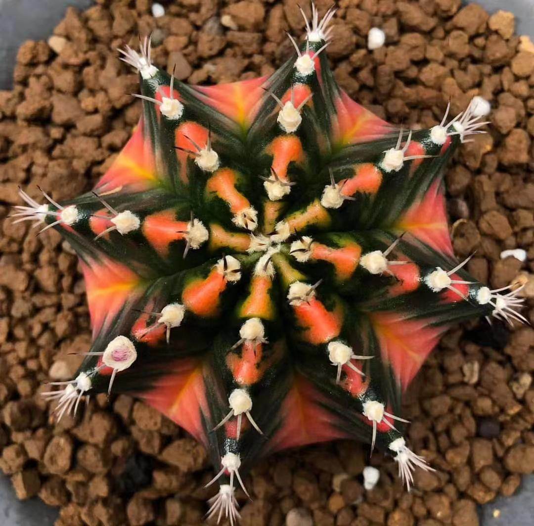 泰系牡丹锦实生米哈五彩缤纷仙人彩球一物一拍多肉植物