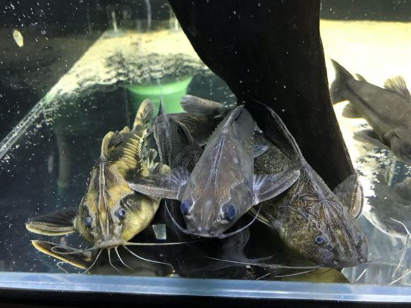 铁甲武士鱼艾温尼长须普铁南美大型底层活体鱼