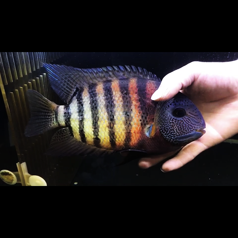 虎斑菠萝南美进口原生帝王活体热带观赏鱼卡瑞尔鱼