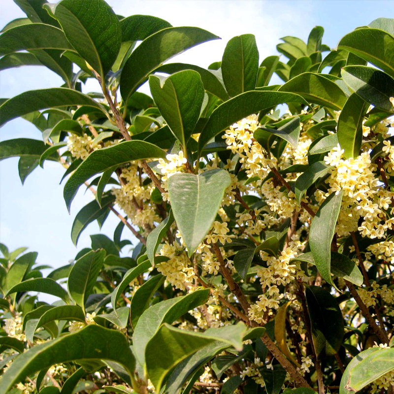 吉顺号云南桂花酱鲜花腌制的蜂蜜桂花酱250g甜品百搭