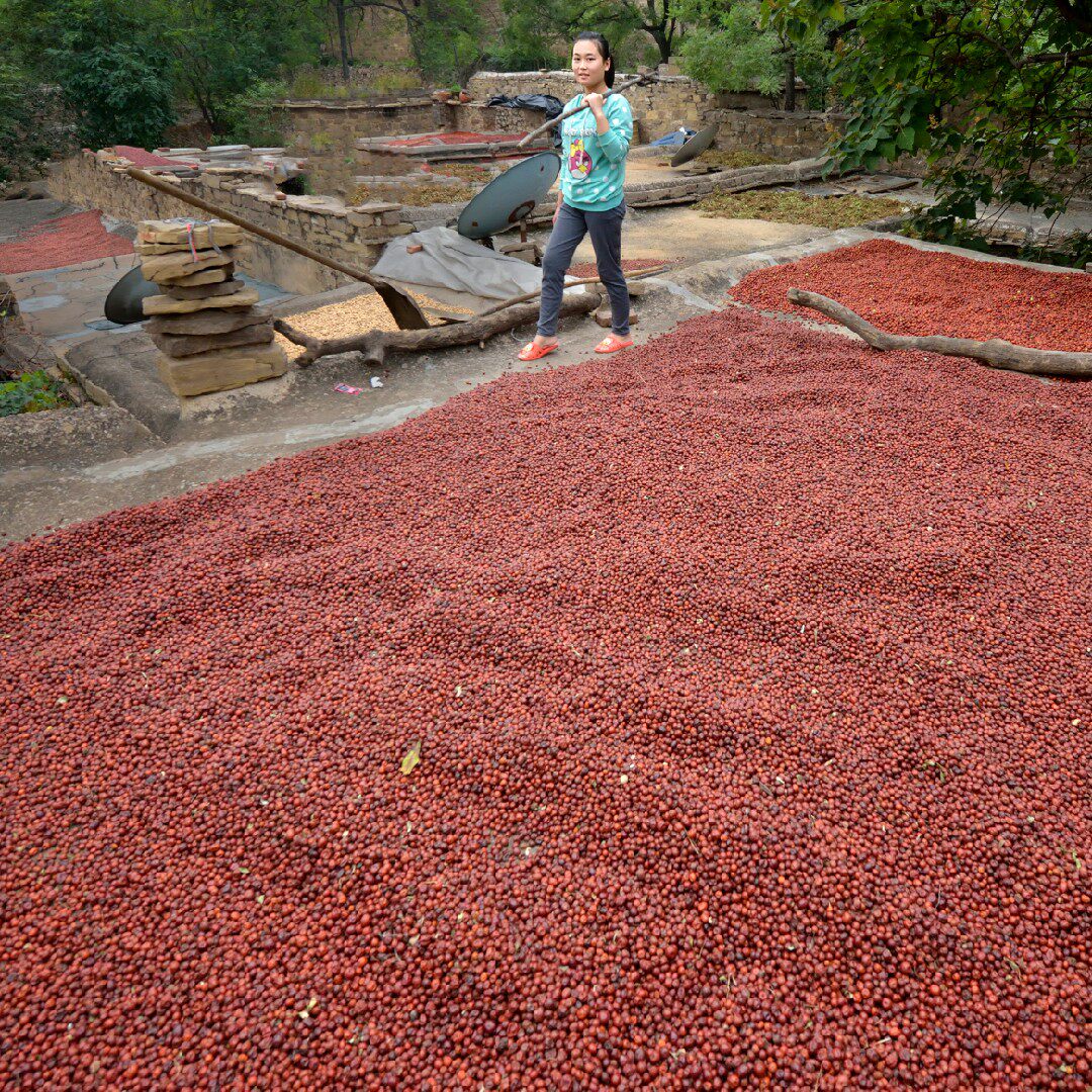 酸枣邢台野生其它