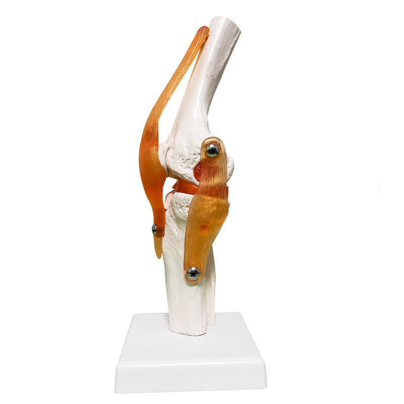 膝关节模型韧带人体骨骼教学练习医用功能展示其他模型玩具